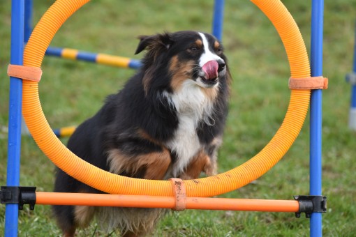 Agility