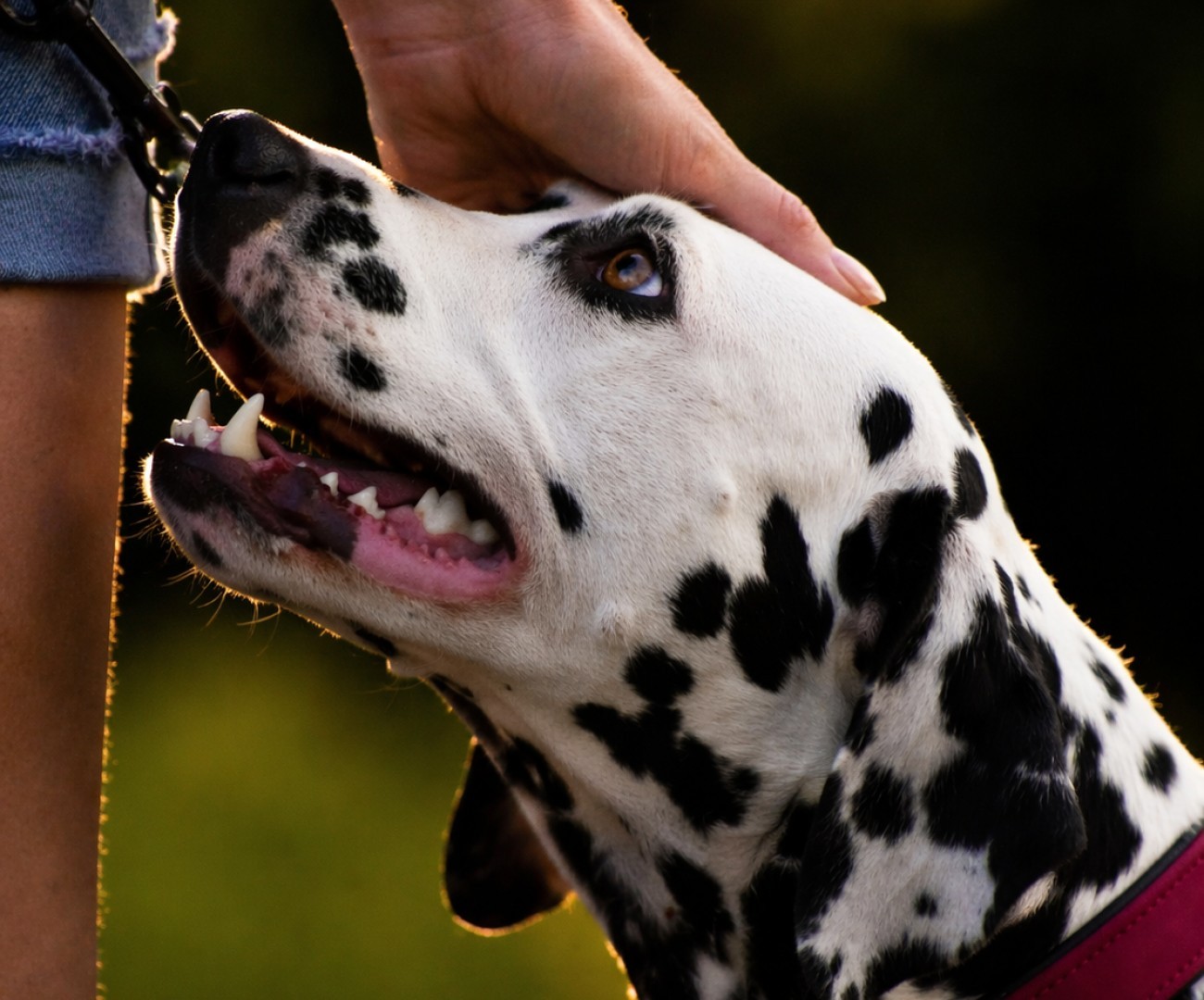 Mini-stage d'éducation canine – Une Patte Après l'Autre