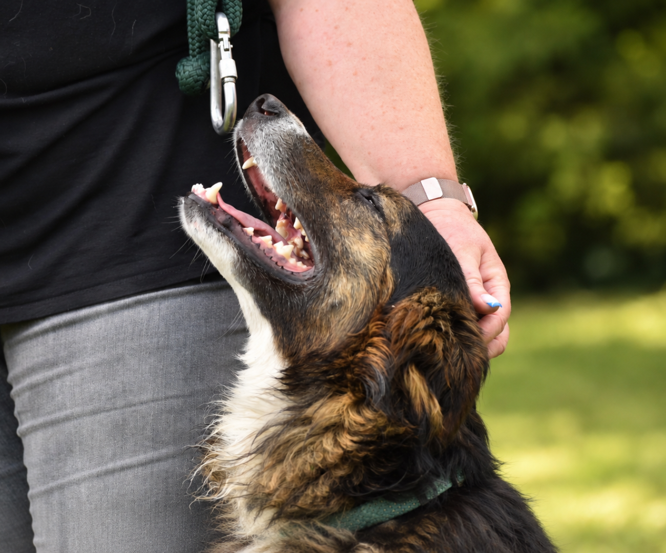 Pension travail et éducation canine à Tourrette-Levens