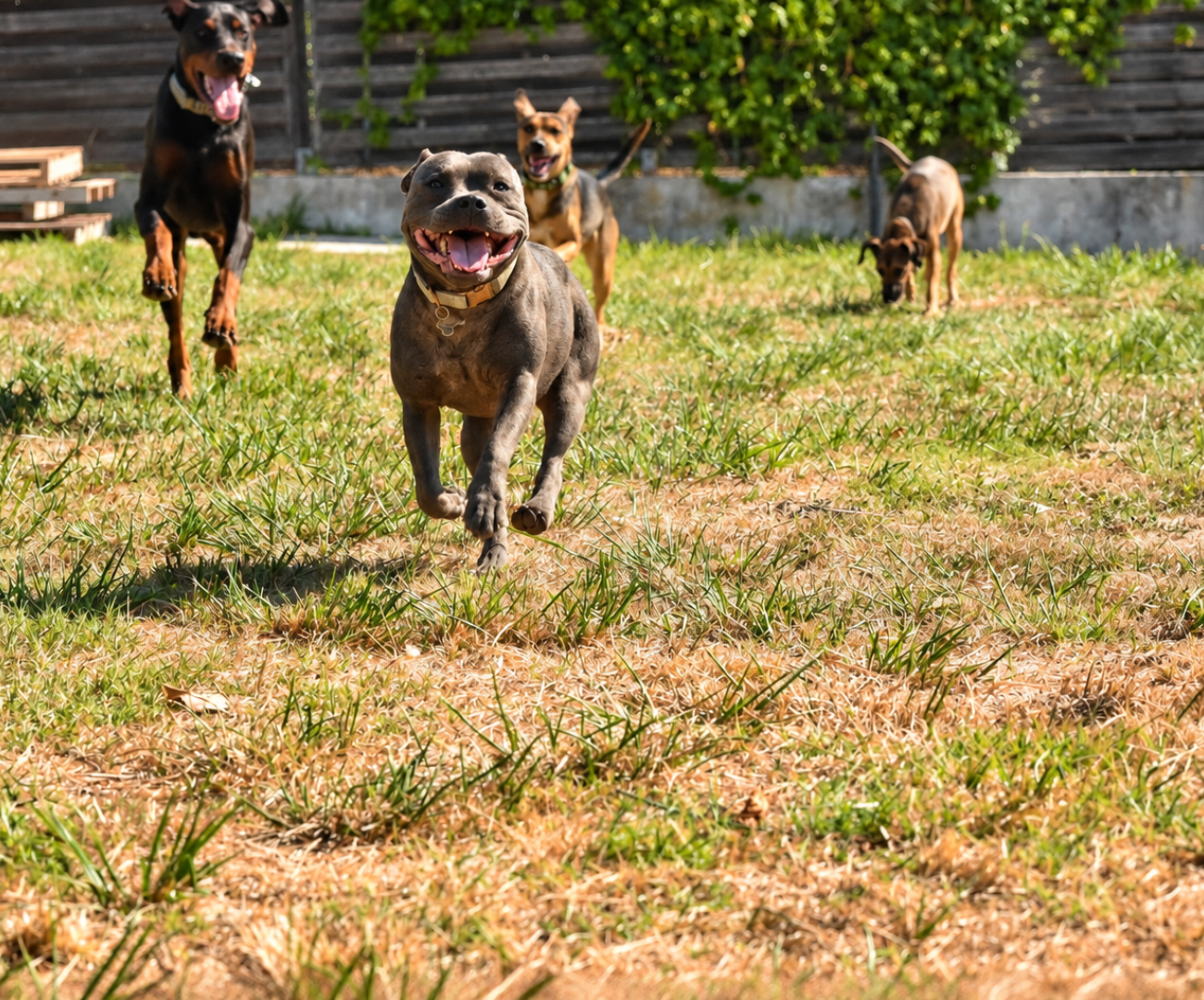 Pension canine à la journée à Tourrette-Levens