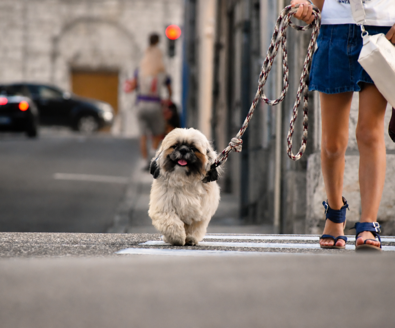 education-canine-ville-chien-tourrette-levens.jpg