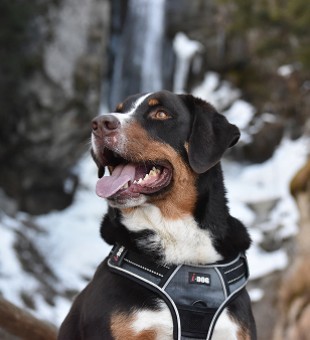 Nemo, Bouvier d'Appenzell